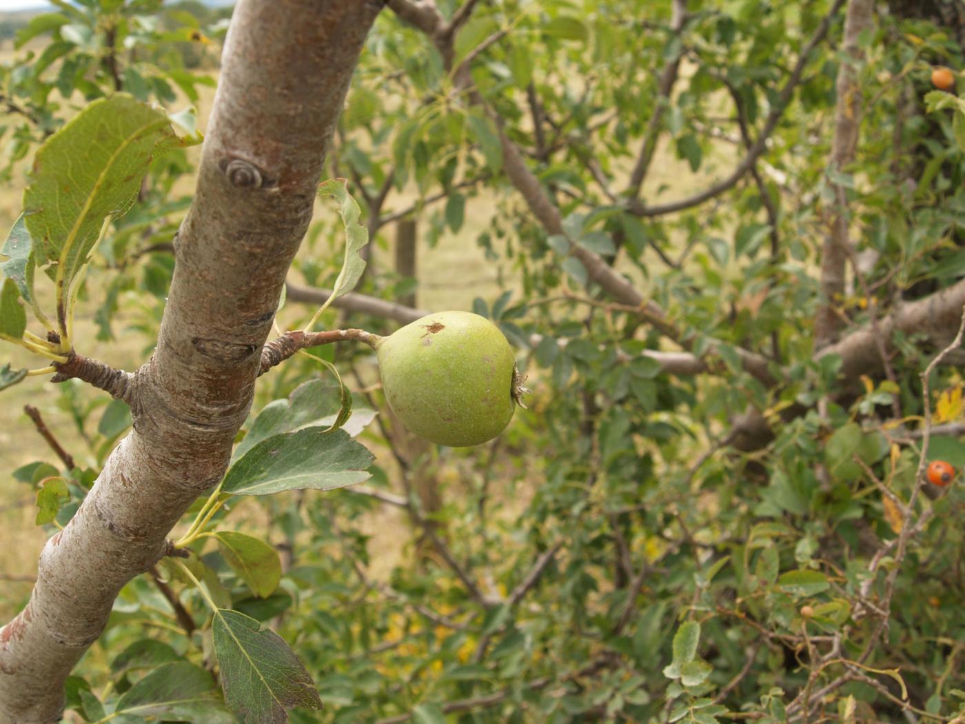Pear, [Almond-leaved] fruit